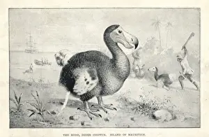Drucke von Dodo, Raphus cucullatus... Lithografie nach einer Zeichnung von J.Smith aus dem 'Extint Monster und Creaturen der alten Tage', Chapman and Hall, London 1894 Verbündete Drucke: Raphus cucullatus ist die ausgestorbenen Art der Dodo