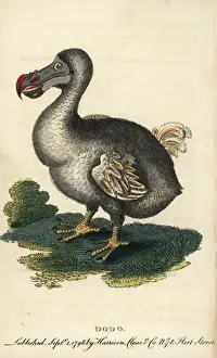 Drucke von Rabe Dodo (Raphus cucullatus) ... handgefärbte Kupferstich aus dem 'Naturalist's Pocket Magazine', von Harrison in London um 1800 E Drucke: Raphus cucullatus Dodo