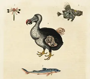 Drucke von Rheinwachtvogel (Cucululus raphus), ausgestorben. Händegemalte Kupferstich von William Frederic Martyns Neuer Dictionar der Naturgeschichte von Harrison in London im Jahr 1785 Verbündete Drucke: Dodos, Raphus cucullatus sind ausgestorben