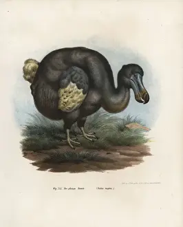 Drucke von 'Dodo', Raphus cucullatus, ausgestorbenes Vogelart... Händegemalte Lithographie von Leopold Josef Fitzingers 'Bildbuch der Naturgeschichte der Vögel', Wien 1864 Verbündete Drucke: Dodos, Raphus cucullatus, ausgestorbenes Vogelart