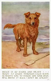 Gerahmter Druck : Hund am Strand Gerahmter Druck : Hund am Strand