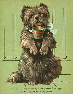 Funny Animal Pictures Online Drucke: Dog Begging with Cup
