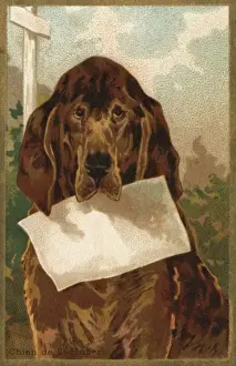 Late 19th Century Greeting Cards Drucke: Dog and Blank - 3