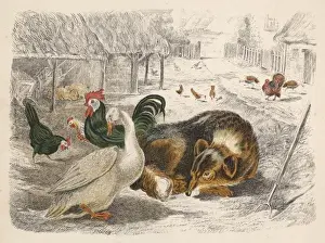 Farmyard Scene Drucke: Dog and Poultry