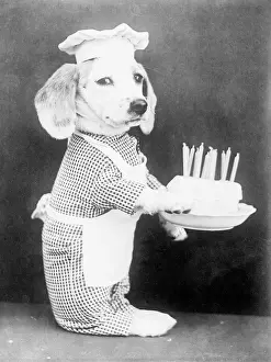 Hundebestimmungskuchen