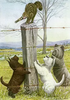 Drucke von Drei Hunde belästigen eine Katze. Ein Schottischer Terier, ein Westhighland-Terier und eine Shetland-Hundskatze umgeben einen Hund, der sich defensiv auf einem Zaunposten befindet. Datum: 20 Scottish Terrier Drucke: Drei Hunde belästigen eine Katze