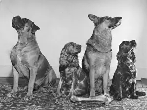 Retro Animal Images Drucke: Four dogs looking up