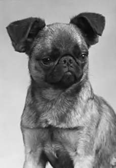 Champion Dog Breeds Drucke: Dogs Mischievous Face
