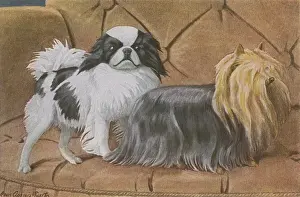 Zwei Hunde auf einem Sofa
