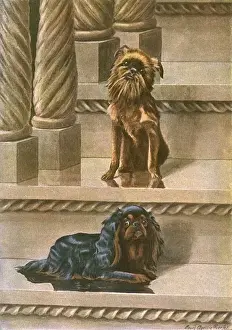 King Charles Spaniel Drucke: Two dogs on a staircase