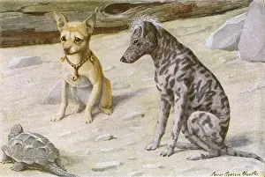 Zwei Hunde und eine Eidechse