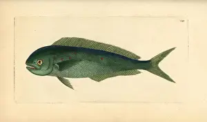 Frederick Nodder Engraving Drucke: Dolphinfish, Coryphaena hippurus