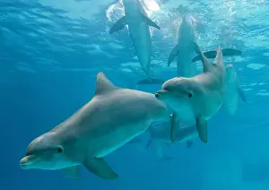 Tropical Ocean Wildlife Images Drucke: Dolphins - group underwater