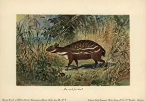 Dorschathierium, ausgestorbener Typus des Chevrotains Mäusehirsches