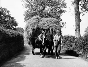 Dorset Drucke: Dorsetter Heu Wagen