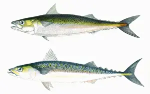 Victorian Marine Life Drucke: Dotted Mackerel and Scribbled Mackerel