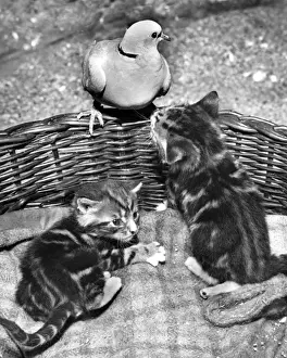 Vögel und Kätzchen