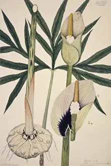Draconis, Spatzenblume