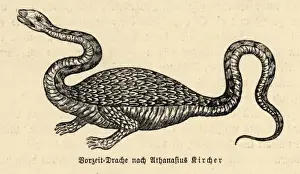 Drache (Kircher)