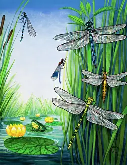 Dragonflies