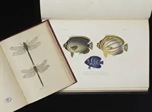 Animal Artwork For Sale Drucke: Dragonflies and Fish