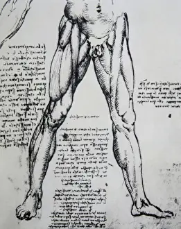 Drucke von Leonardo von Da Vinci (1452-1519). Italienischer Polyhistor. Genie. Renaiszance, Zeichnung der Muskeln des Beins durch Leonardo von Da Vinci (1452-1519) Der Körperbau der Beine Leonardo Da Vinci Drucke: Die Anatomie nachzeichnen von Leonardo da Vinci (1452-1519). Der Muskeln