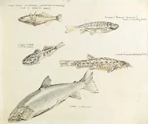 Raymond Sheppard Artwork Drucke: Drawing of various fish
