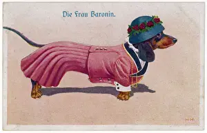 Bekleideter Dachsbracken