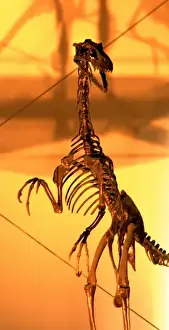 Cretaceous Period Fossils Drucke: Dromaeosaurus