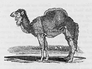 Arabian Camel Images Drucke: Dromedary (Bewick)