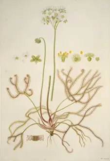 Ferdinand Bauer Artwork Drucke: Drosera binata, forked sundew