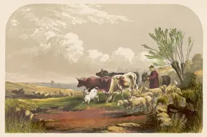 Rural Landscape Scene Drucke: Drover with Cows, Sheep
