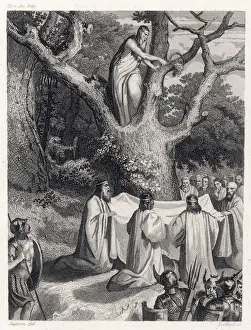 Die Druiden schneiden das Tannenlaub ab