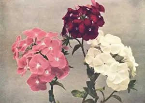 Vintage Floral Artwork Drucke: Drummonds Phlox