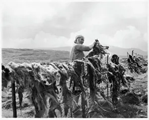 Die Trocknung von Harris-Tweed