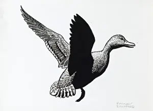 Raymond Sheppard Prints Drucke: Duck in flight