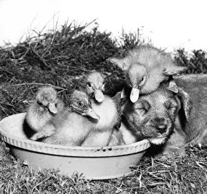 Cute Duckling Pictures Drucke: Ducklings and Pup