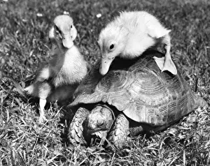 Funny Pet Pictures Drucke: Ducklings and Tortoise