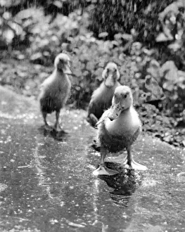 Unusual Pet Photos Drucke: Three ducklings on a wet path