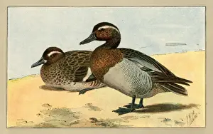 Zwei Enten