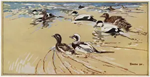 Northumberland Coast Birds Drucke: Ducks in Lindisfarne