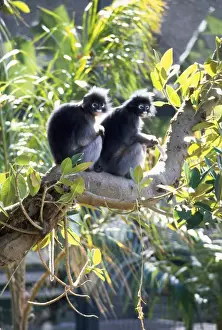 Wildlife Mammals Asia Drucke: Dusky Leaf Monkey