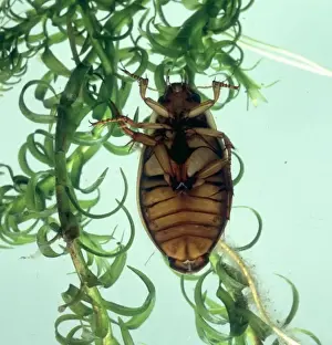 Aquatic Insects Drucke: Dytiscus marginalis, the underside of a great diving beetle