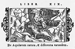 Der Adler fängt die Haselratte
