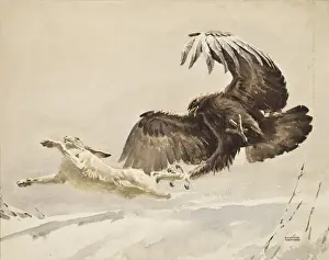 Drucke von Ein Adler schlägt zu und fängt einen fliehenden arktischen Hasen mit ausgestreckten Krallen ein. Wasserfarbenmalerei von Raymond Sheppard Schneehase Drucke: Büffel jagt eine Arktische Hasenbeutelratte