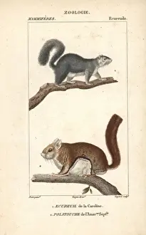 Natural History Illustration Art Drucke: Eastern gray squirrel, Sciurus carolinensis