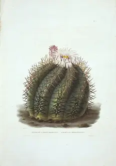Natural History Museum London Collection Drucke: Echinocactus horizonthalonius, devils head cactus