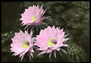 Succulent Flowers Drucke: Echinopsis Multiplex