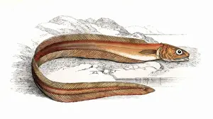 Marine Life In The 1860s Drucke: Echiodon dentatus, or Drummonds Echiodon
