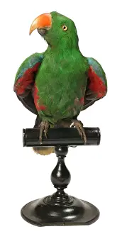 Parrot Species Drucke: Eclectus roratus, Eclectus parrot